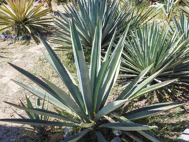 Agave Murpheyi | Agave | Agavaceae