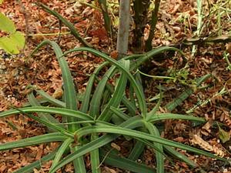 Agave Nizandensis | Agave | Agavaceae