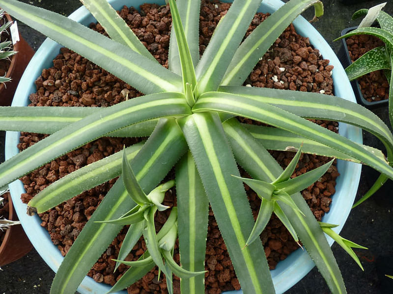 Agave Nizandensis | Agave | Agavaceae