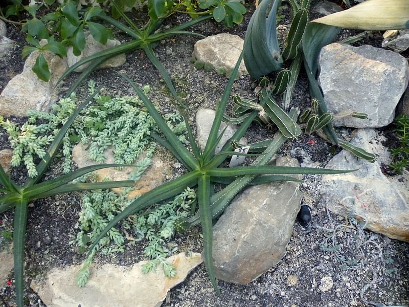 Agave Nizandensis | Agave | Agavaceae