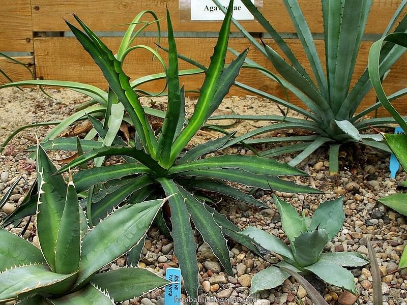 Agave Nizandensis | Agave | Agavaceae