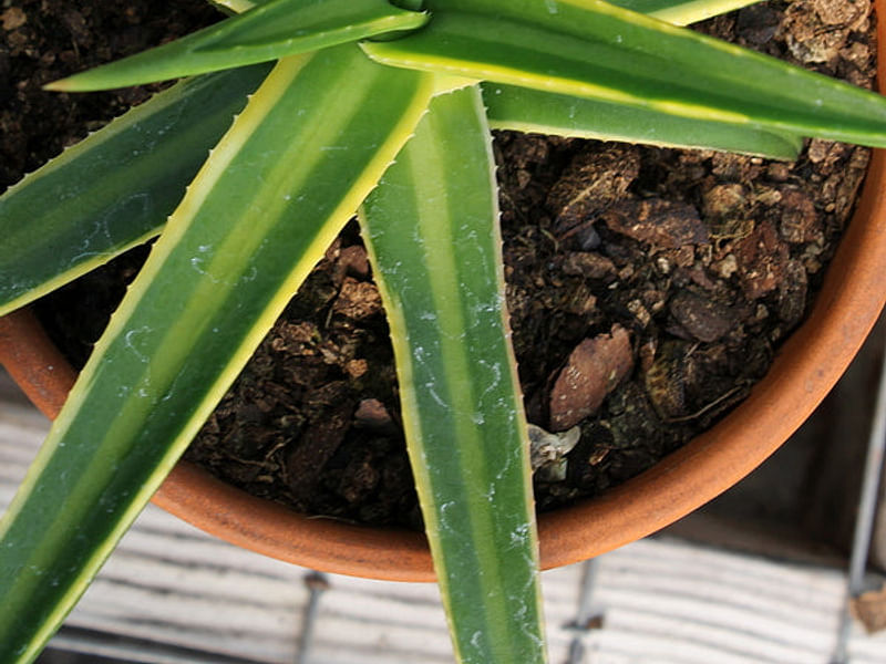 Agave Nizandensis | Agave | Agavaceae