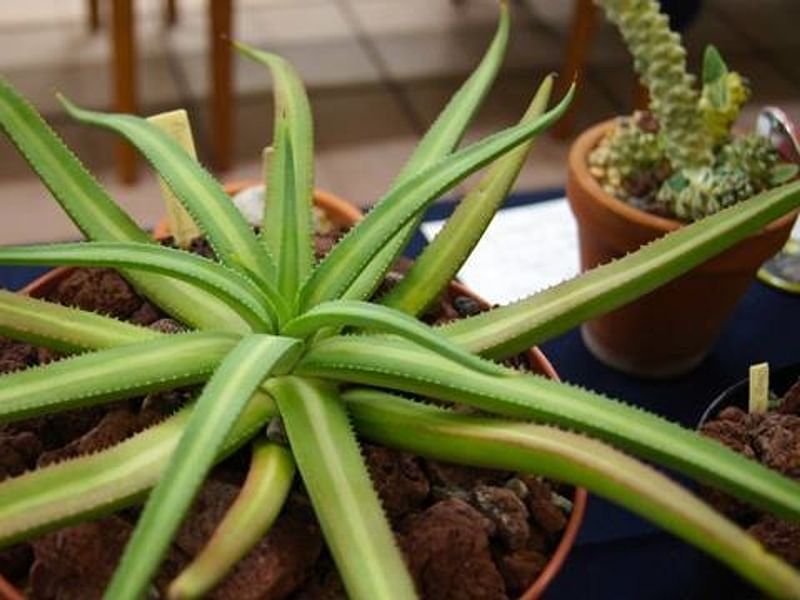 Agave Nizandensis | Agave | Agavaceae
