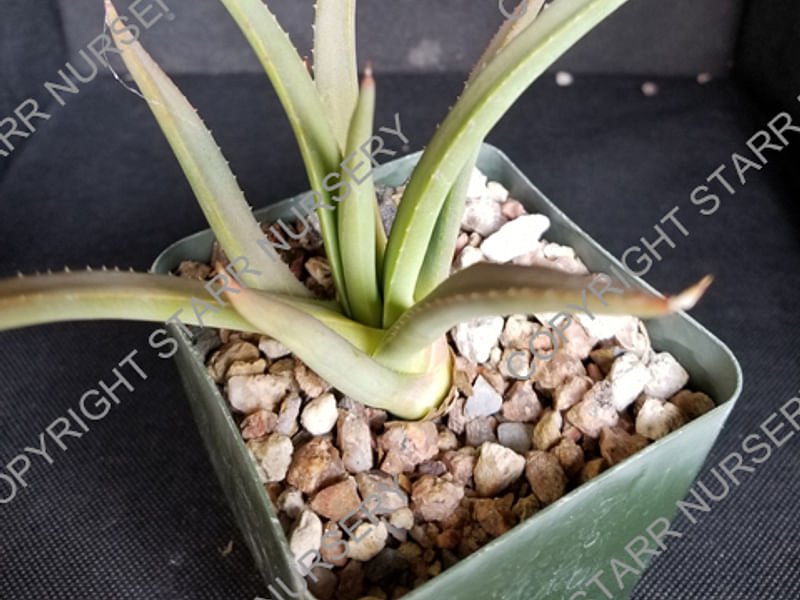 Agave Nizandensis | Agave | Agavaceae