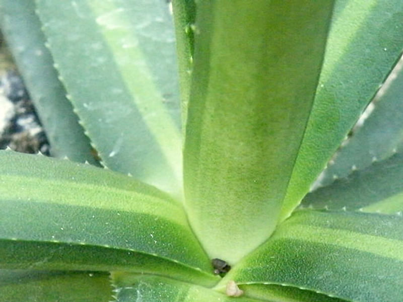 Agave Nizandensis | Agave | Agavaceae