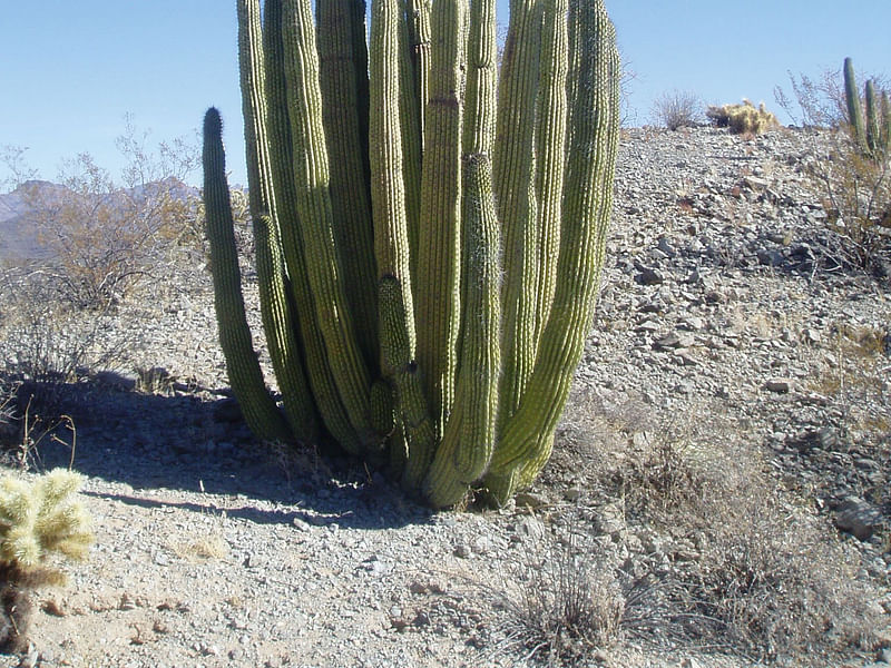 Agave Parryi Form1, Organ Pipe Monument, Arizona | Agave | Agavaceae