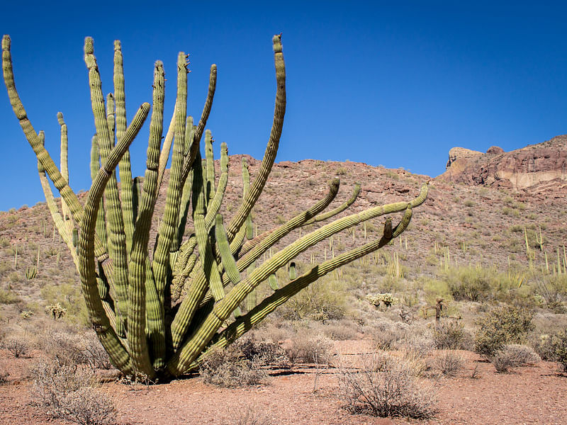 Agave Parryi Form1, Organ Pipe Monument, Arizona | Agave | Agavaceae