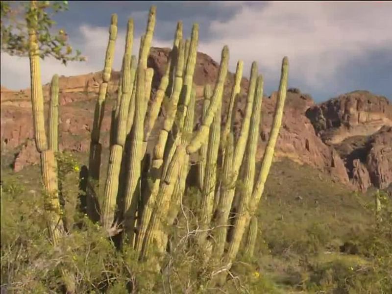 Agave Parryi Form1, Organ Pipe Monument, Arizona | Agave | Agavaceae