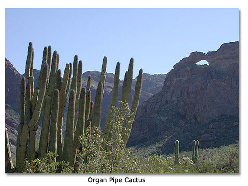 Agave Parryi Form1, Organ Pipe Monument, Arizona | Agave | Agavaceae