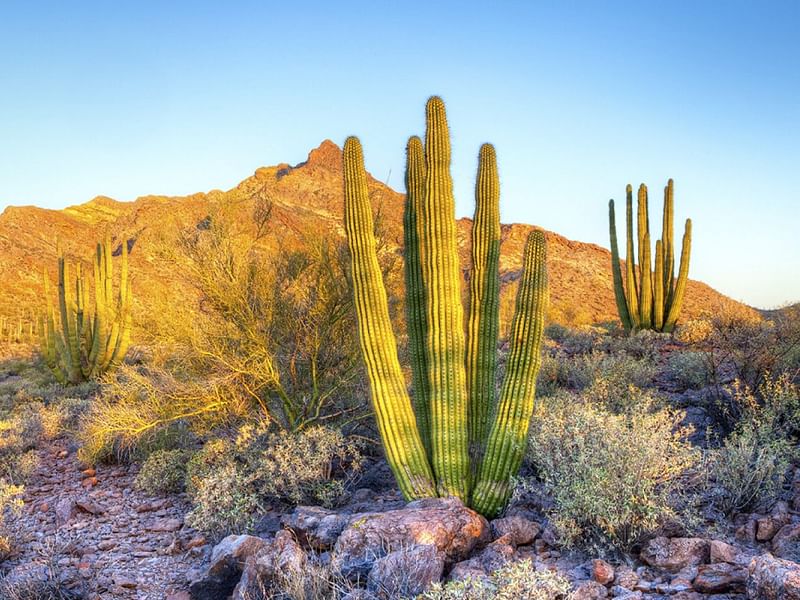 Agave Parryi Form1, Organ Pipe Monument, Arizona | Agave | Agavaceae