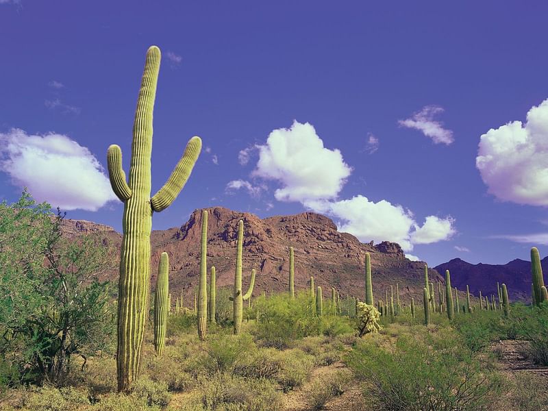 Agave Parryi Form1, Organ Pipe Monument, Arizona | Agave | Agavaceae