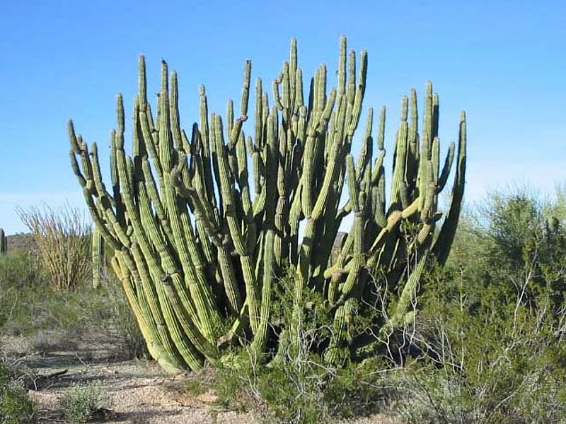 Agave Parryi Form1, Organ Pipe Monument, Arizona | Agave | Agavaceae