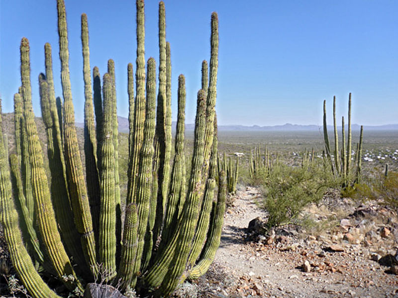Agave Parryi Form1, Organ Pipe Monument, Arizona | Agave | Agavaceae