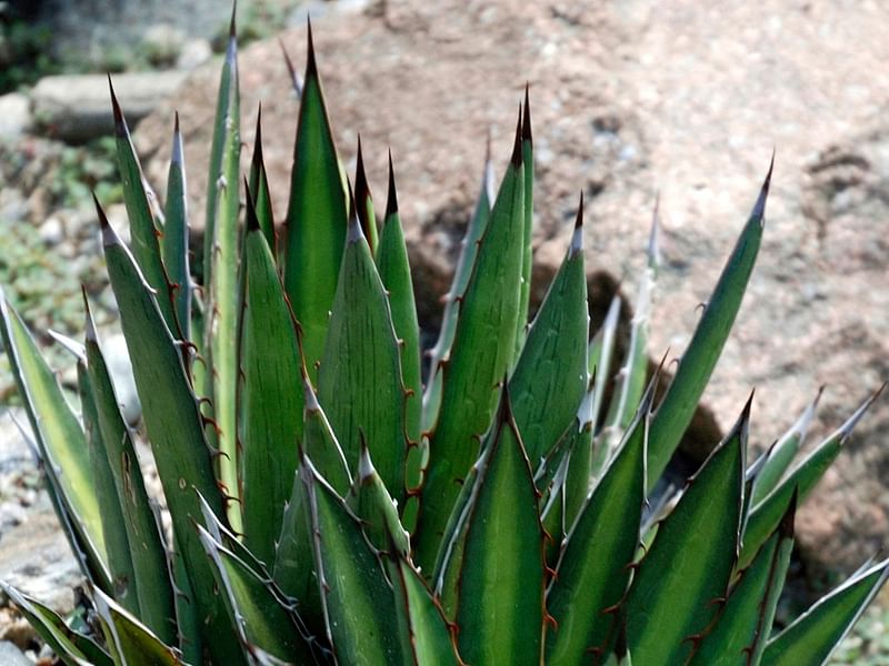 Agave Parviflora | Agave | Agavaceae
