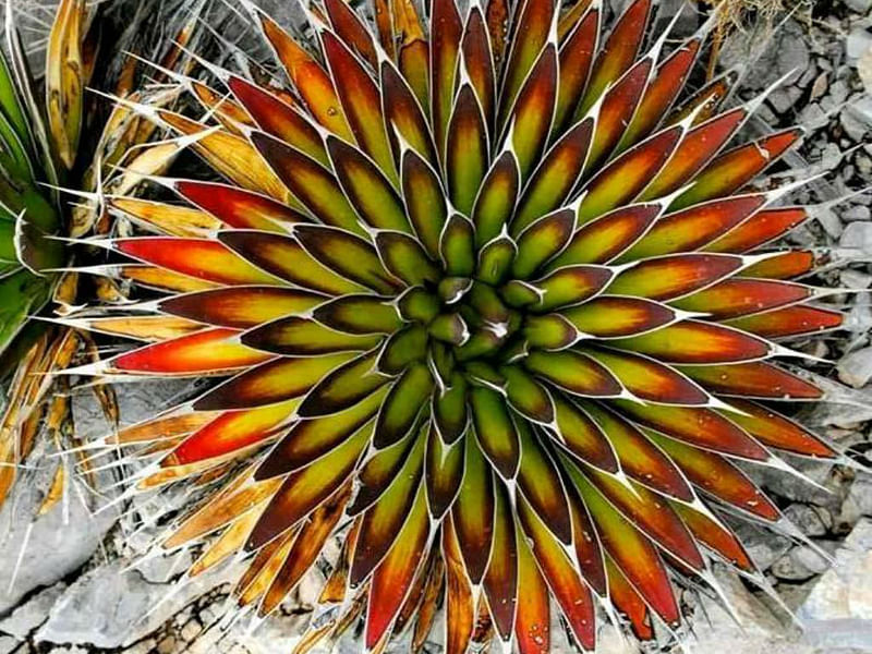 Agave Pelona | Agave | Agavaceae