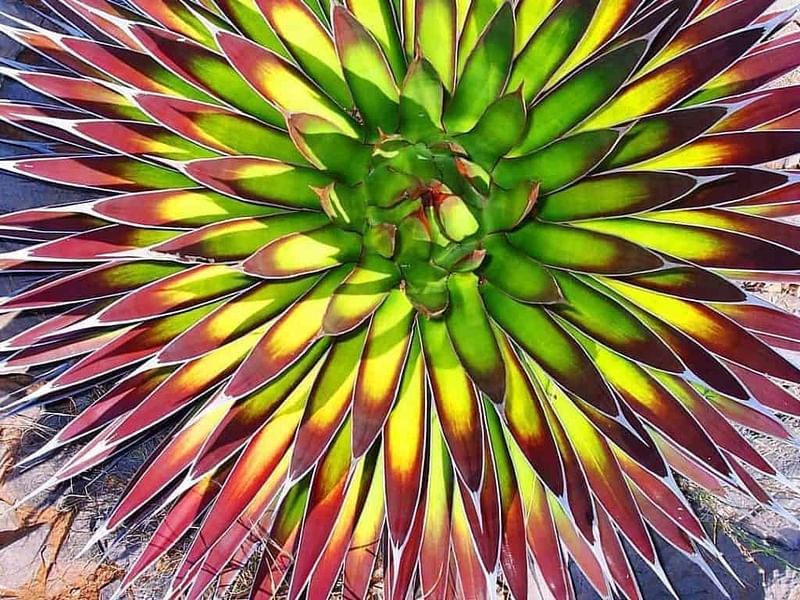 Agave Pelona | Agave | Agavaceae