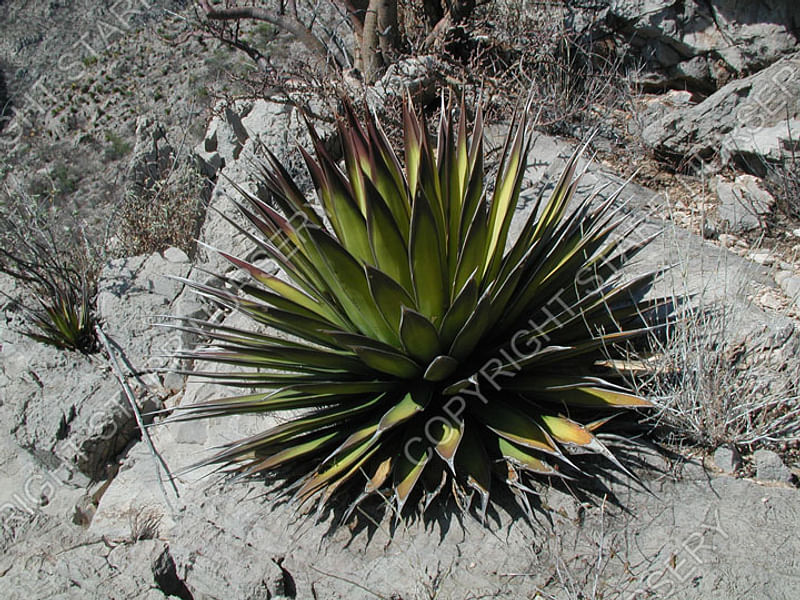 Agave Pelona | Agave | Agavaceae