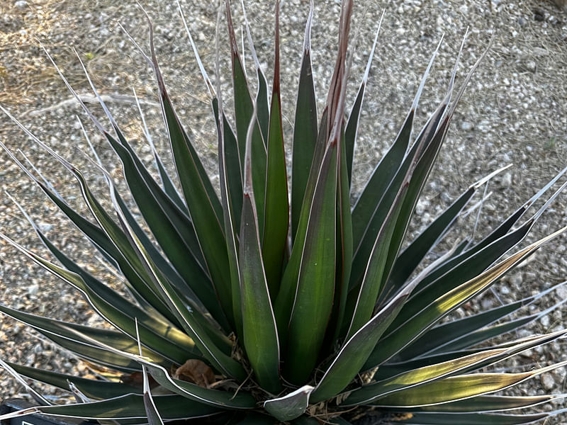 Agave Pelona | Agave | Agavaceae