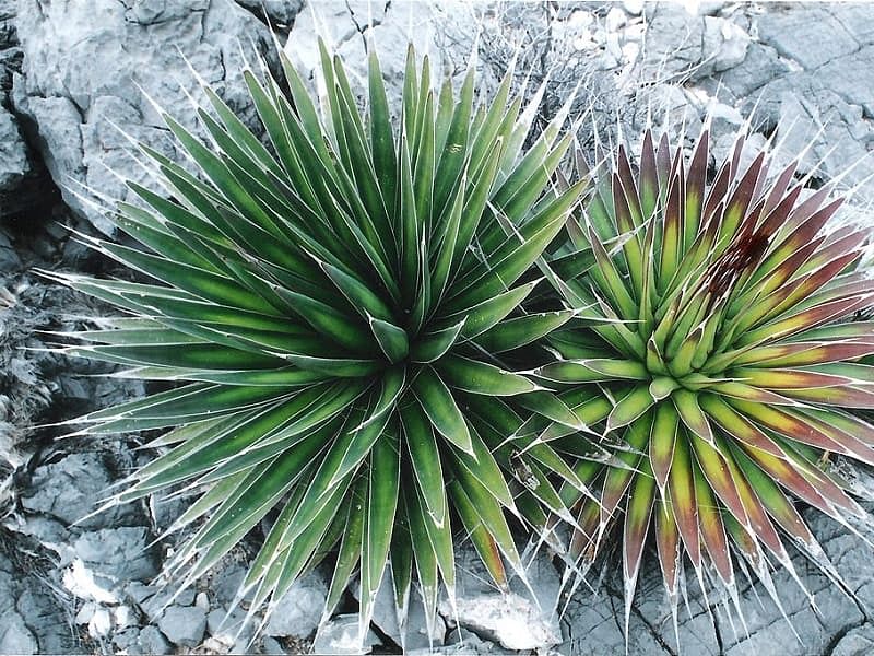Agave Pelona | Agave | Agavaceae