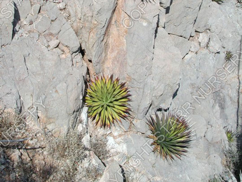 Agave Pelona | Agave | Agavaceae