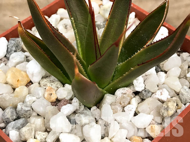 Agave Pelona | Agave | Agavaceae