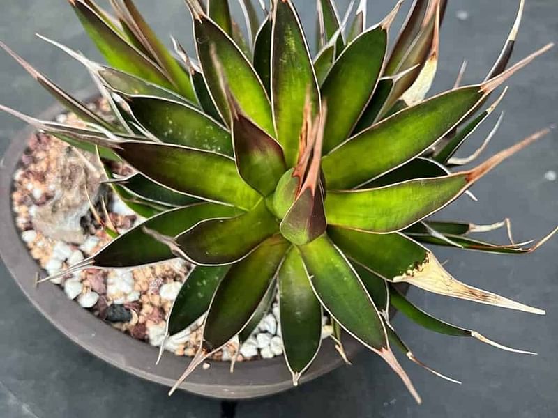 Agave Pelona | Agave | Agavaceae