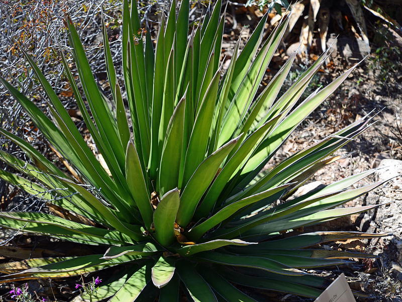 Agave Pelona | Agave | Agavaceae