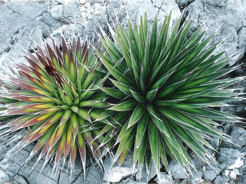 Agave Pelona | Agave | Agavaceae