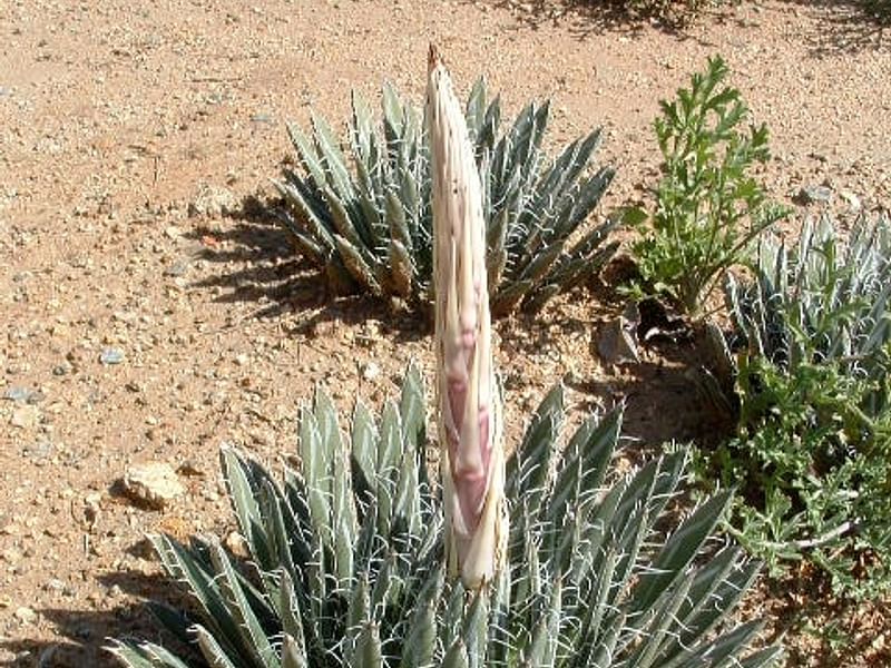 Agave Polianthiflora | Agave | Agavaceae
