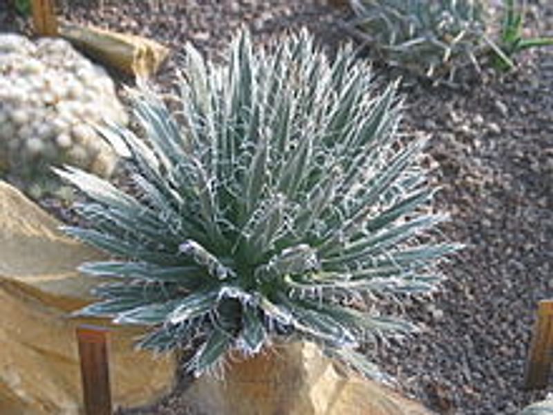Agave Polianthiflora | Agave | Agavaceae