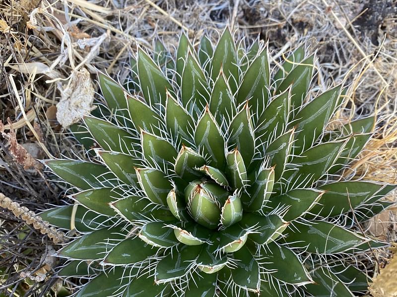 Agave Polianthiflora | Agave | Agavaceae