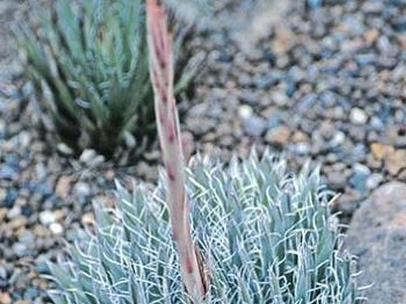 Agave Polianthiflora | Agave | Agavaceae