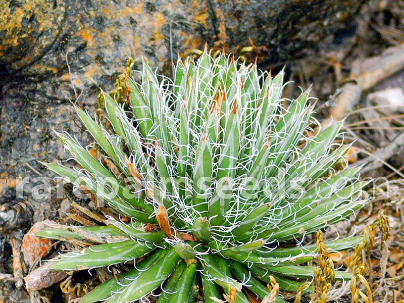 Agave Polianthiflora | Agave | Agavaceae