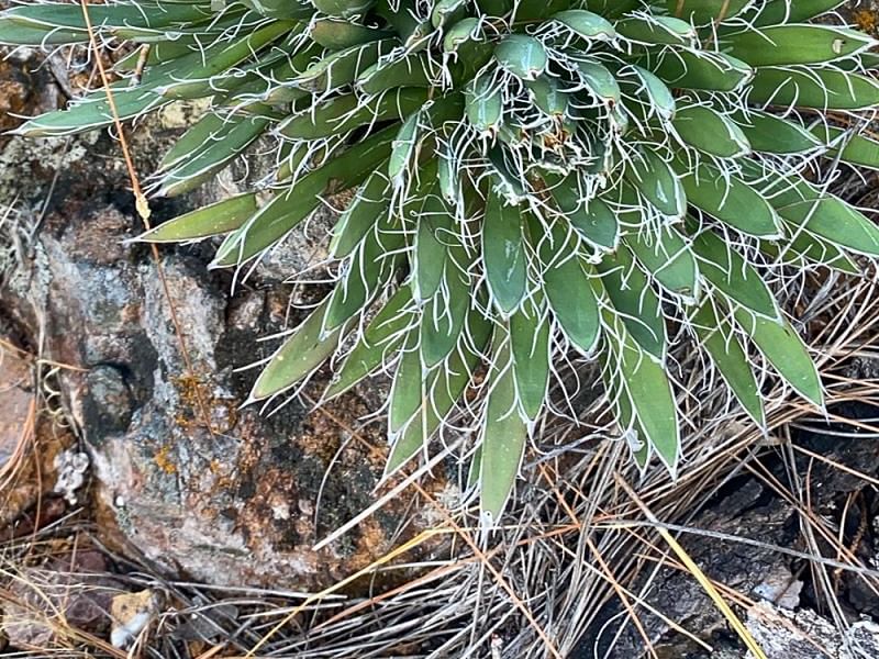 Agave Polianthiflora | Agave | Agavaceae