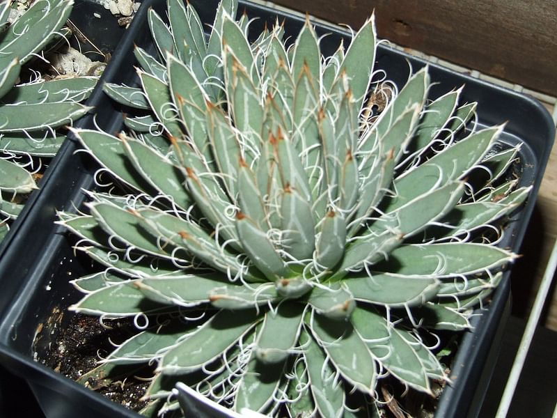 Agave Polianthiflora | Agave | Agavaceae