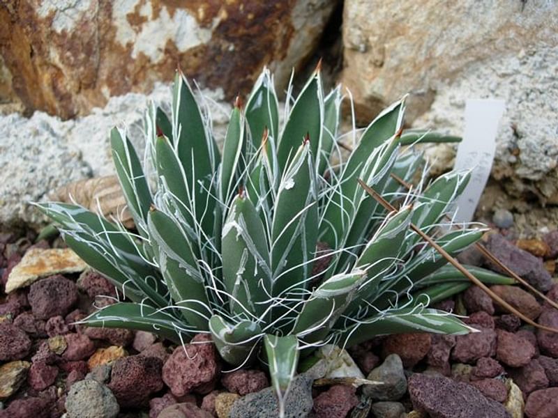 Agave Polianthiflora | Agave | Agavaceae