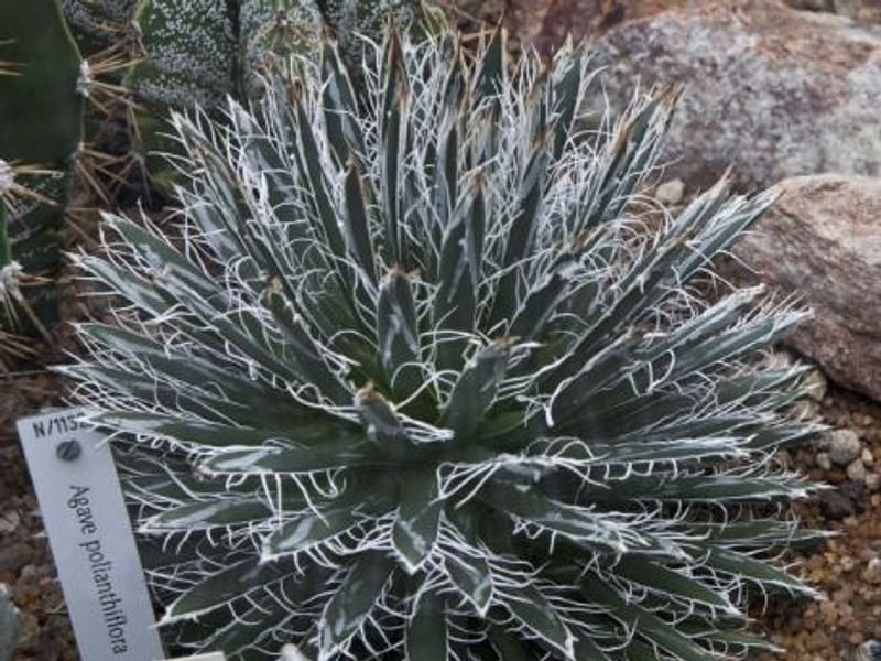 Agave Polianthiflora | Agave | Agavaceae
