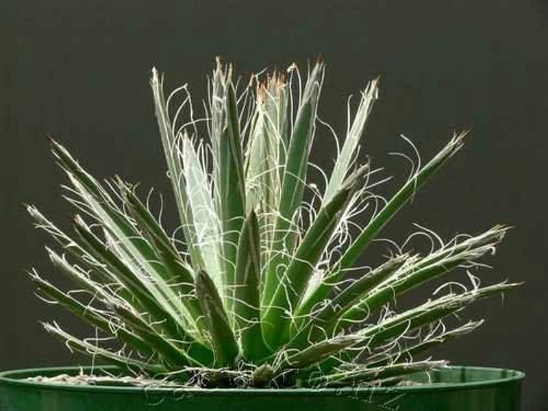 Agave Polianthiflora | Agave | Agavaceae