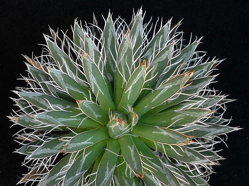 Agave Polianthiflora | Agave | Agavaceae