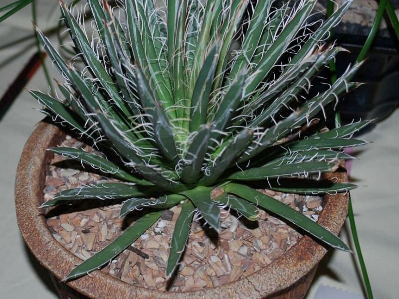 Agave Polianthiflora | Agave | Agavaceae