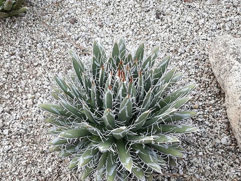 Agave Polianthiflora | Agave | Agavaceae
