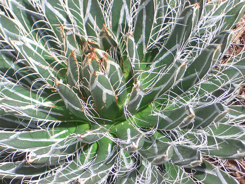 Agave Polianthiflora | Agave | Agavaceae