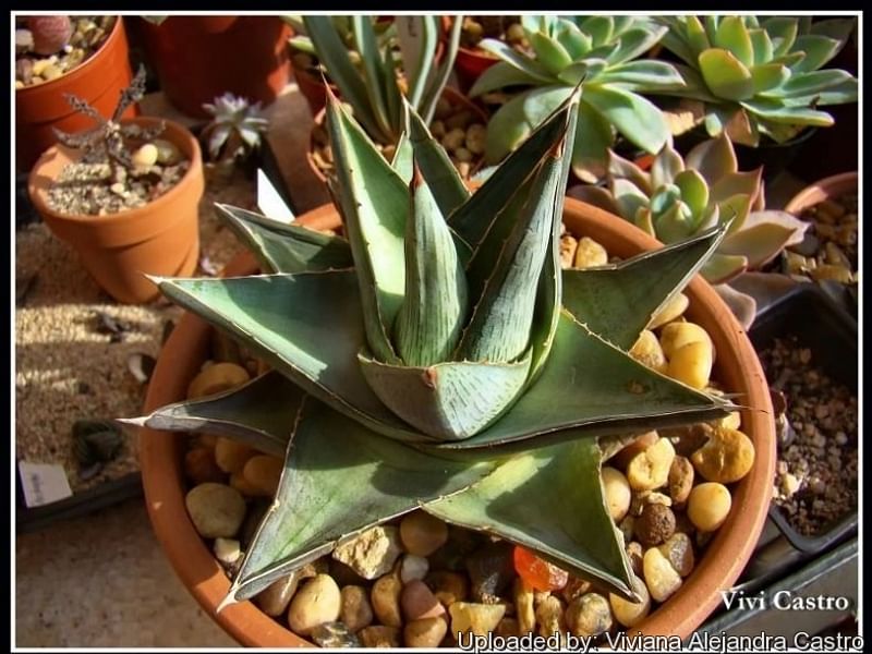 Agave Pumila | Agave | Agavaceae