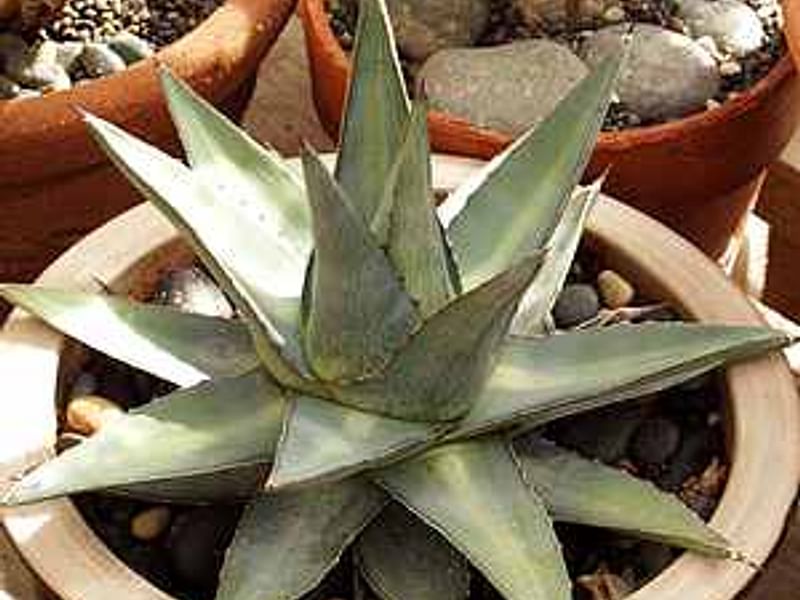 Agave Pumila | Agave | Agavaceae