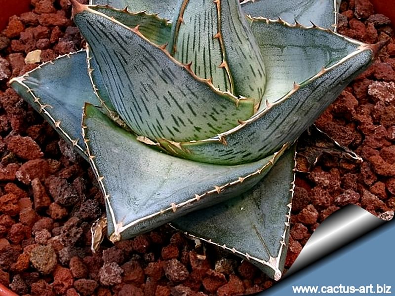 Agave Pumila | Agave | Agavaceae
