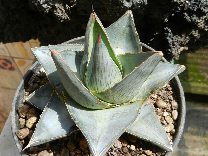 Agave Pumila | Agave | Agavaceae