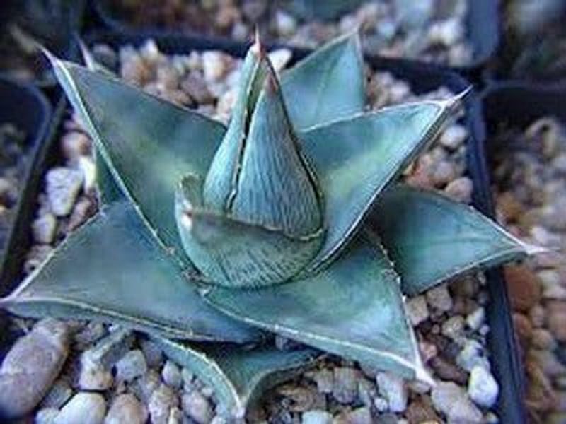 Agave Pumila | Agave | Agavaceae
