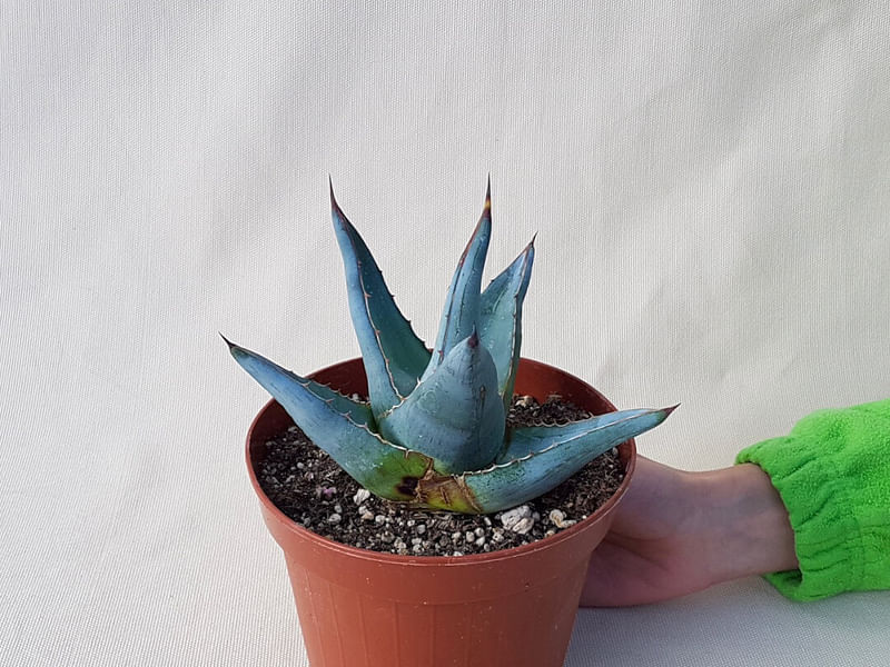 Agave Pumila | Agave | Agavaceae