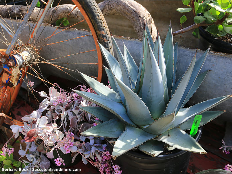Agave Pumila | Agave | Agavaceae