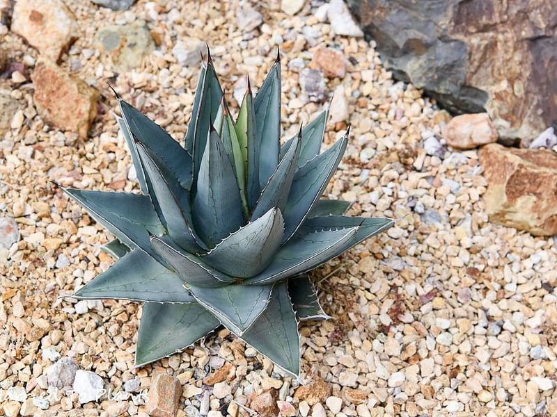 Agave Pumila | Agave | Agavaceae